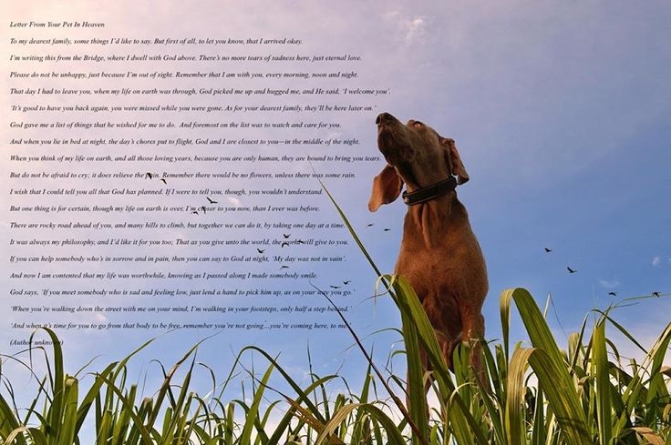 A Letter From Your Pet In Heaven Beloved Dog I Love Dogs Dog Quotes