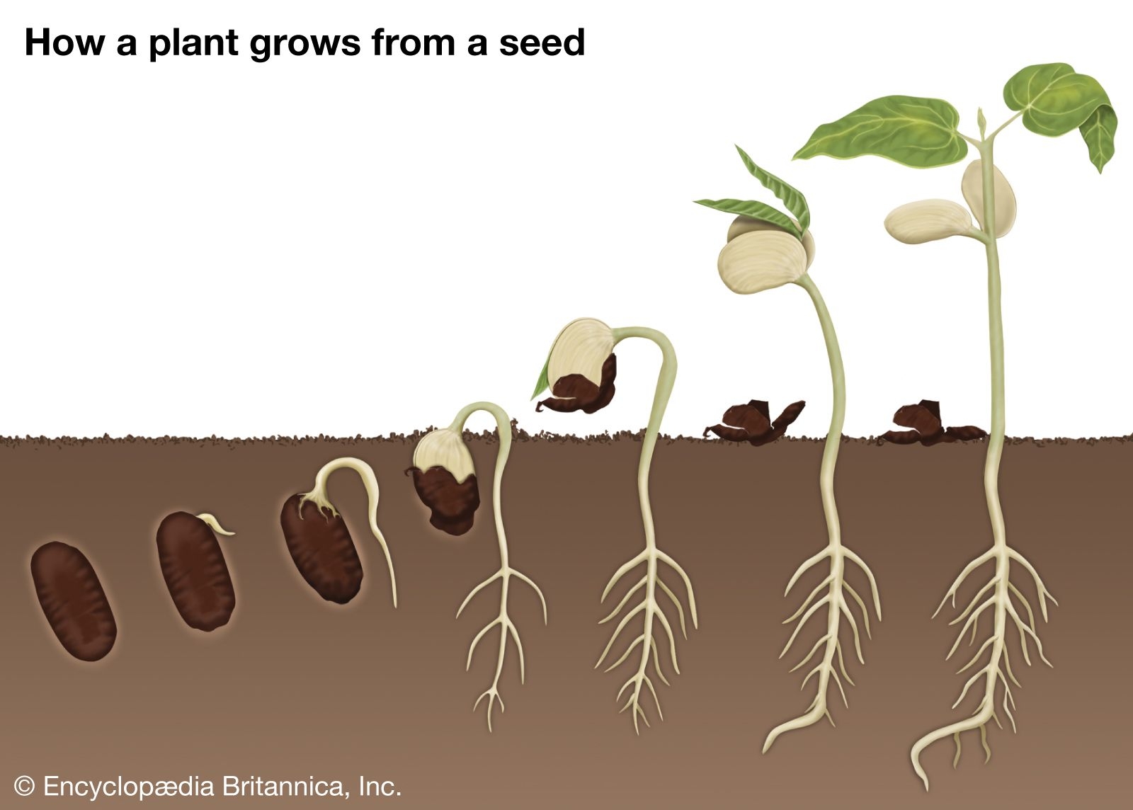 Germination Description Process Diagram Stages Types Facts 