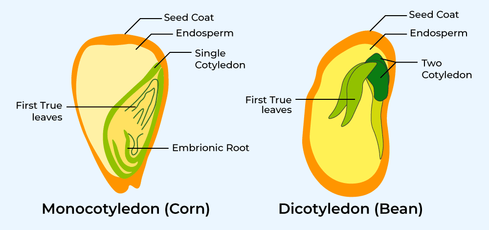 Parts Of Seed GeeksforGeeks