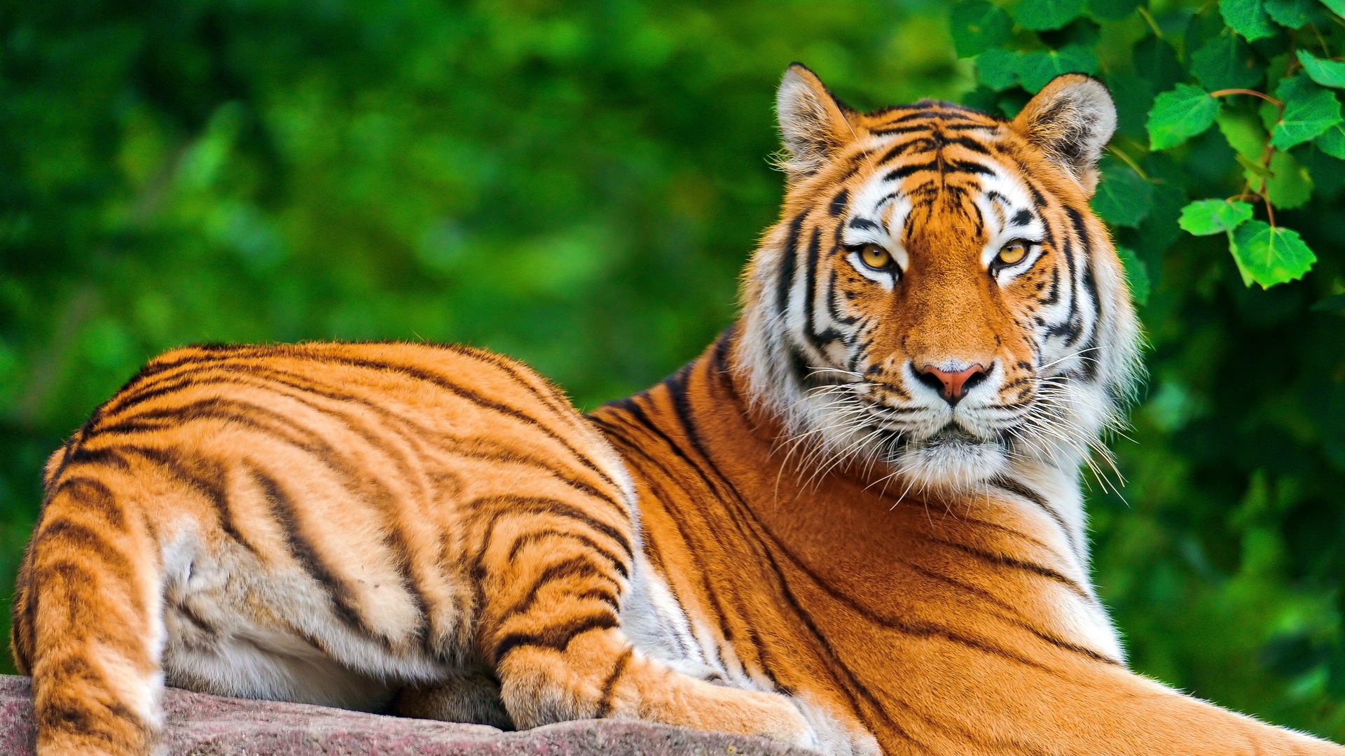 Wild Animals Wallpaper HD PixelsTalk Net